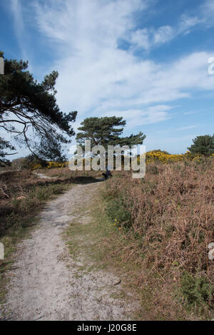 Purbeck National Nature Reserve, Studland, Dorset. Stock Photo