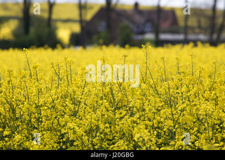 Rapeseed Oil Field, Ardington, Oxfordshire Stock Photo