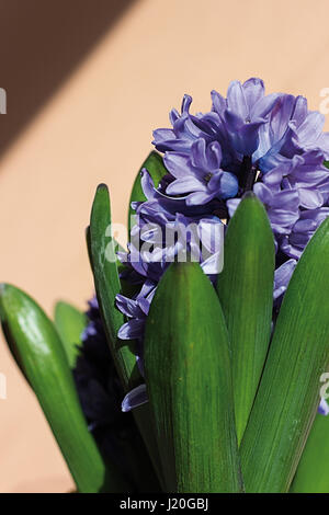 Portrait shot of blue and purple hyacinth flowers Hyacinthus Stock Photo