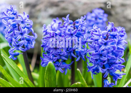 Macro closeup of many blue hyacinth flowers Stock Photo