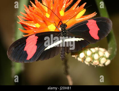 Mexican / South American Red or Small Postman Butterfly (Heliconius erato) feeding on an exotic tropical flower. Stock Photo