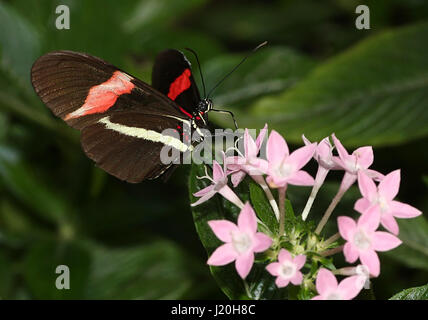 Mexican / South American Red or Small Postman Butterfly (Heliconius erato) feeding on an exotic tropical flower. Stock Photo