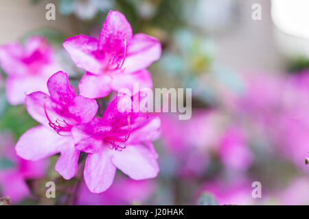 Macro closeup of pink rhododendron flowers showing closeup texture Stock Photo