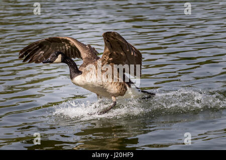 Canada Goose on Abington Park Lake, Northampton, U.K. Stock Photo