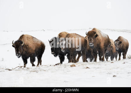 American bisons / Amerikanische Bisons ( Bison bison ), small herd in winter, walking through blowing snow, typical surrounding, Yellowstone area, Mon Stock Photo