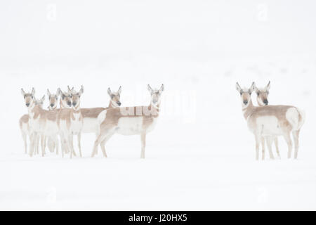 Pronghorns / Gabelboecke / Gabelantilopen ( Antilocapra americana ) in winter, blowing snow, standing together, watching attentively, Montana, USA. Stock Photo