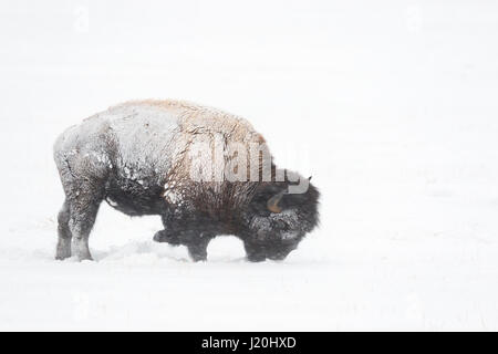 American bison / Amerikanischer Bison ( Bison bison ) during blizzard, rolling snow, pawing the ground, searching for food, Yellowstone NP, Wyoming,US Stock Photo