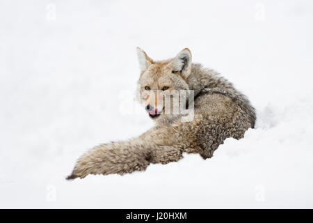 Coyote / Kojote ( Canis latrans ) in winter, lying in high snow, resting, licking its tongue, watching attentive, Yellowstone NP, USA. Stock Photo