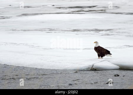 Bald Eagle / Weisskopfseeadler ( Haliaeetus leucocephalus ) in winter, sitting on the icy and snow covered bank of Yellowstone river, Montana, USA. Stock Photo