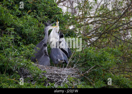 Herons Nest on Abington Park Lake, Northampton, U.K. Stock Photo