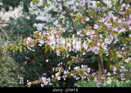 Prunus Hanozmei blossom in Spring. Stock Photo