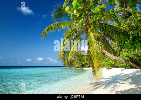 beautiful beach with coconut palm trees on the maldives Stock Photo