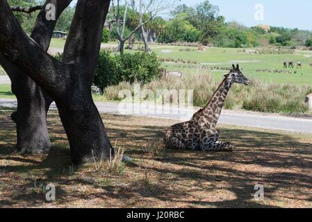 Giraffe At animal kingdom, Disney world Florida Stock Photo