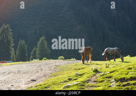 two horses on green meadow near forest feeding with backlight in tyan-shan mountains Stock Photo