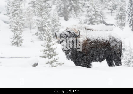 American bison / Amerikanischer Bison ( Bison bison ) in winter, old bull covered with snow during heavy snowfall, Yellowstone, Wyoming, USA. Stock Photo