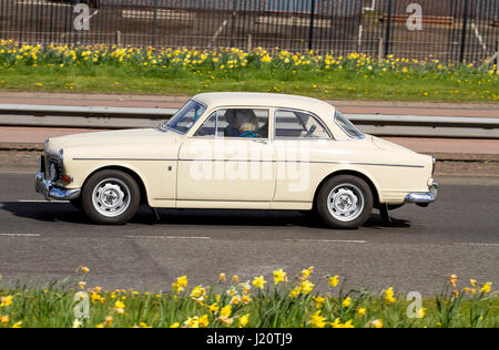 A cream coloured vintage 1968-69 G registration Volvo 121 Amazon sedan car travelling along the Kingsway West dual carriageway in Dundee, UK Stock Photo