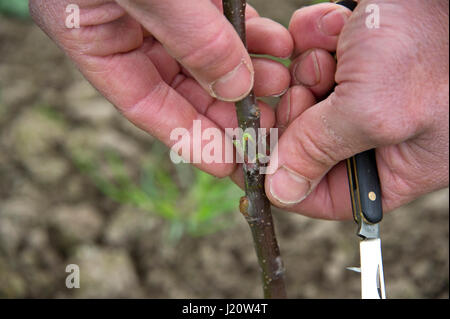 Orchardist Tom Adams in the Cambrian Railway Orchard Project in Oswestry, Shropshire, UK, with 'Jupiter' (red), a selection and grafting an apple tree Stock Photo