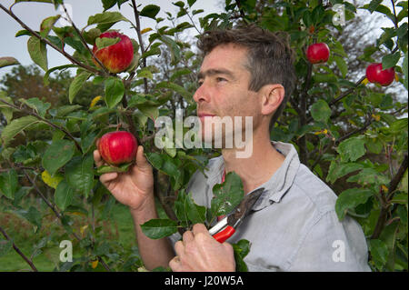 Orchardist Tom Adams in the Cambrian Railway Orchard Project in Oswestry, Shropshire, UK, with 'Jupiter' (red), a selection and grafting an apple tree Stock Photo