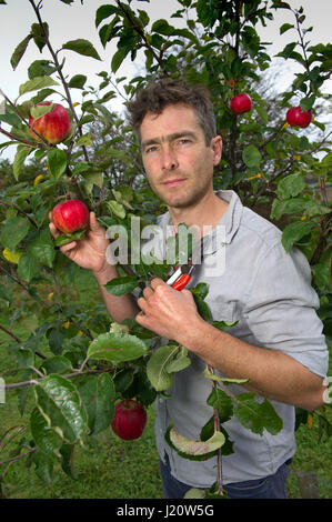 Orchardist Tom Adams in the Cambrian Railway Orchard Project in Oswestry, Shropshire, UK, with 'Jupiter' (red), a selection and grafting an apple tree Stock Photo