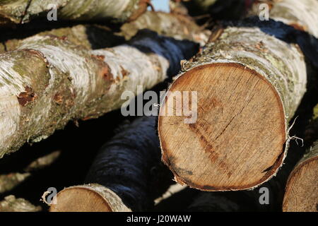 Close-up of the end of log in a log pile Stock Photo