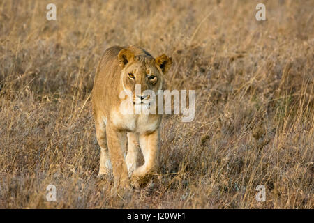 One-eyed wild Lioness, Panthera leo, walking towards and looking at camera, Ol Pejeta Conservancy, Kenya, East Africa, Female lion hunting. Stock Photo