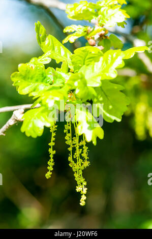 Male flowers or catkins appear on the Common Oak tree, Quercus robur, in the spring. Stock Photo