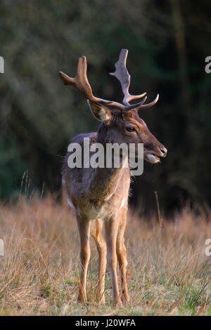 Fallow Deer Stag standing in the evening sun in the New Forest Stock Photo