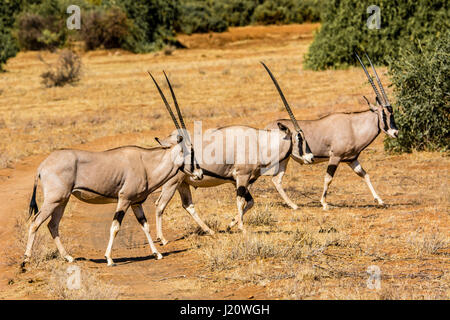 Three wild East African Oryx, Oryx, beisa, walking in the Buffalo Springs Game Reserve, Kenya, East Africa Stock Photo