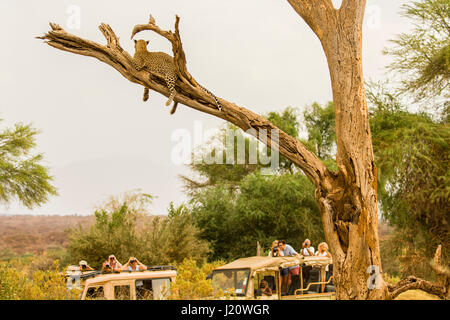 Tourists in safari vehicles watching an African Leopard, Panthera pardus, up in a tree in the Buffalo Springs Game Reserves, Kenya, East Africa Stock Photo