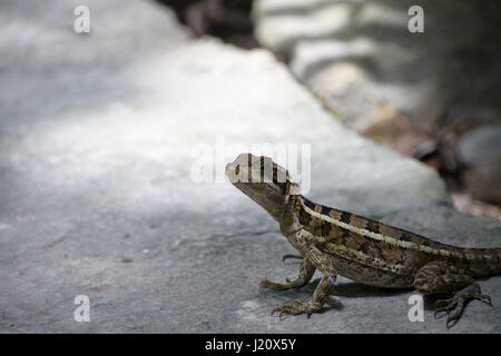 Iguana posing on a rock Stock Photo