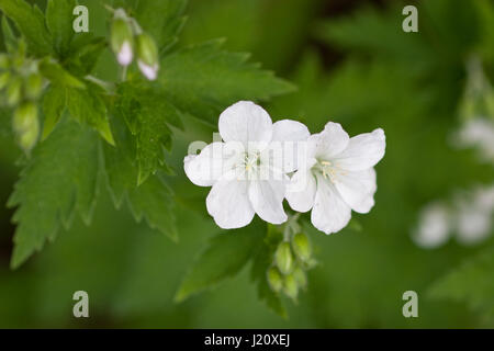 Geranium sylvaticum album in flower close up Stock Photo