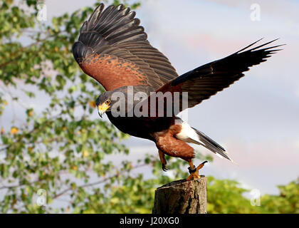 American Harris's Hawk (Parabuteo unicinctus), a.k.a. Bay-winged hawk or Dusky (Harris) hawk. Range from California to Chile. Stock Photo