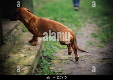 Move action photo. Dachshund dog in outdoor. Beautiful Dachshund walking in the house. Standard smooth-haired dachshund in the nature. Cute little dog Stock Photo