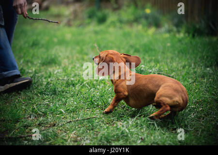 Dachshund dog in outdoor. Beautiful Dachshund playing with man on the green grass. Standard smooth-haired dachshund in the nature. Cute little dog on  Stock Photo