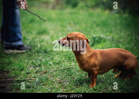 Dachshund dog in outdoor. Beautiful Dachshund playing with man on the green grass. Standard smooth-haired dachshund in the nature. Cute little dog on  Stock Photo