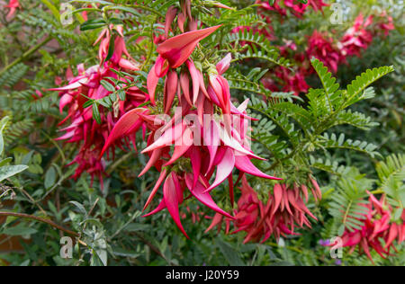 Clianthus puniceus Kaka King Stock Photo