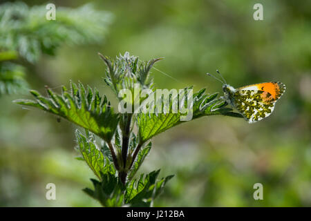 Male Orange Tip Butterfly on stinging nettle leaf - Anthocharis cardamines Stock Photo