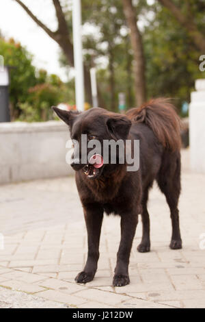 Dog Licking Homemade Peanut Butter With Banana Ice Popsicle Stock Photo -  Download Image Now - iStock