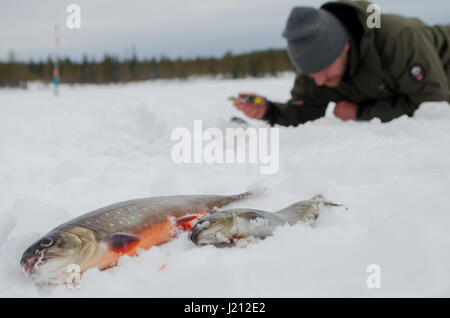 Artic char and brown trout in foreground with man lying on the ice fishing in background Stock Photo