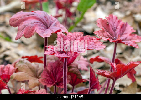 Heuchera Georgia Peach Heuchera Foliage Garden Plant Stock Photo