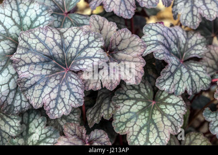 Heuchera 'Pewter Veil' Heucheras Veined Leaves Heuchera Foliage Marbled Leaf Veins Shaded Hardy Plant Perennial Coral Bells Perennials Garden Stock Photo