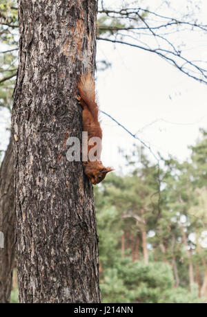 Red fluffy squirrel lies on a tree and eats food. Stock Photo