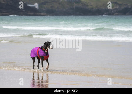 A Great Dane dog walking along the shoreline on Fistral beach in Newquay, Cornwall. Stock Photo