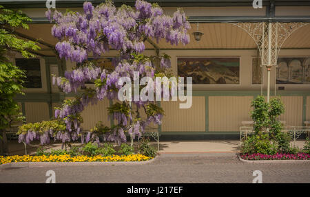 Merano (or Meran) is a city surrounded by mountains near Passeier Valley and Val Venosta (South Tyrol, Italy). the Tappeiner Promenade Stock Photo