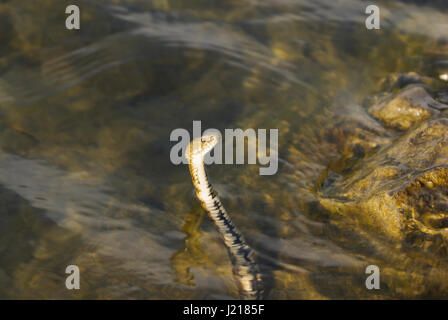 Grass snake (natrix natrix) emerging from water Stock Photo