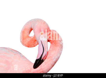 bird pink flamingos gracefully curved head and neck on a  isolated background Stock Photo