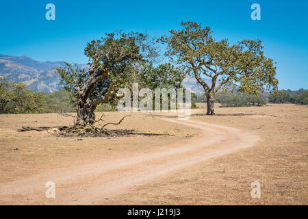 Coastal live oaks struggle in the Santa Ynez Valley during the drought in this semi-arid Wine Country landscape in Southern California Stock Photo