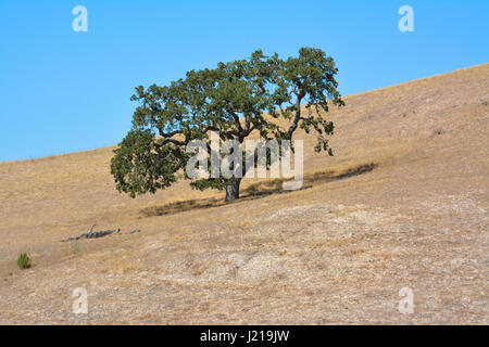 A lone Coastal live oak tree struggles due to drought on a hill in the semi-arid chaparral of the Santa Ynez Valley Wine Country, Southern California Stock Photo