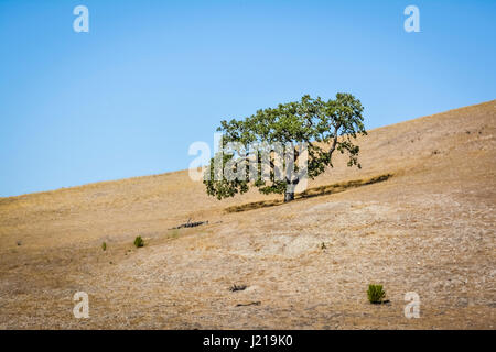 A lone Coastal live oak tree struggles due to drought on a hill in the semi-arid chaparral of the Santa Ynez Valley Wine Country, Southern California Stock Photo