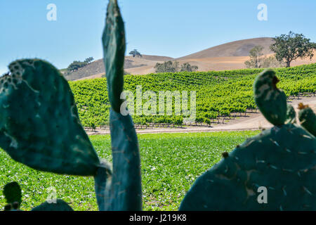 Scenic View of oaks & rolling hills with patterns of vineyards before a Prickly Pear cactus in the Santa Ynez Valley Wine Country, Southern California